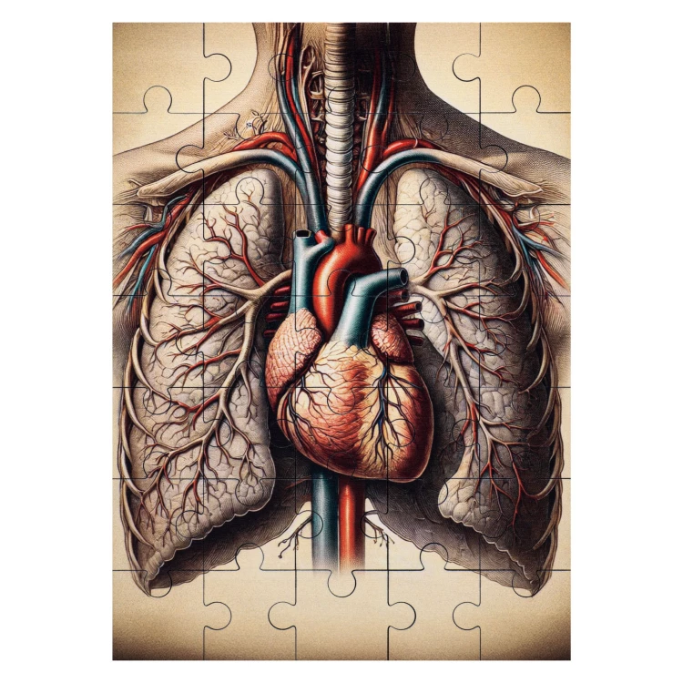 Puzzle drewniane anatomia człowieka - wym. 289x206 mm - PZD006
