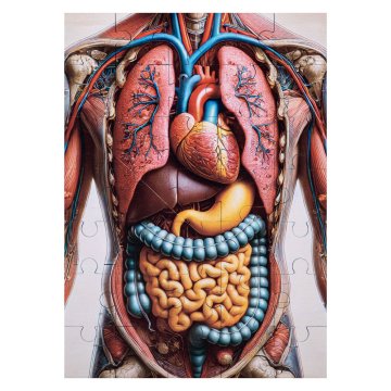 Puzzle drewniane anatomia człowieka - wym. 289x206 mm - PZD007