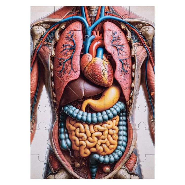 Puzzle drewniane anatomia człowieka - wym. 289x206 mm - PZD007
